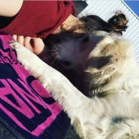 Hondenuitlaatdienst Genk: Laura Giammorcaro