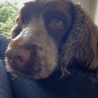 Hondenuitlaatdienst Genk: Nora