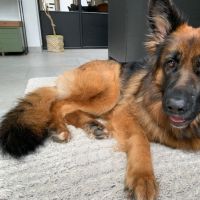 Thuisjob hondensitter Gent: hond Gina