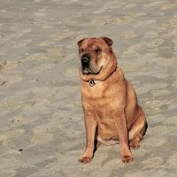 Thuisjob hondensitter Oostende: hond Yaka