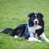 Thuisjob hondensitter Brasschaat: hond Pepper & Rico