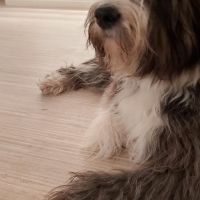 Thuisjob hondensitter Turnhout: hond Lou