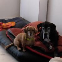 Thuisjob hondensitter Oudenaarde: hond Basil Vlachakis