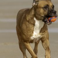 Thuisjob hondensitter Oostende: hond TOET