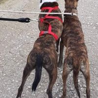 Thuisjob hondensitter Sint-Niklaas: hond Sacha en Quiero 