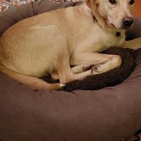Thuisjob hondensitter Brasschaat: hond Poncho