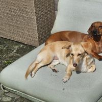 Thuisjob hondensitter Olen: hond Sabine G.C.R.