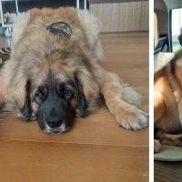 Thuisjob hondensitter Antwerpen: hond Ushi Bear