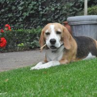 Thuisjob hondensitter Mariakerke (Oost-Vlaanderen): hond Hilton