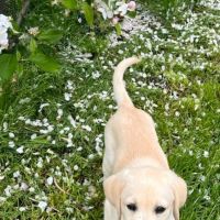 Thuisjob hondensitter Sint-Truiden: hond max