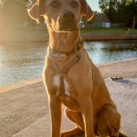 Thuisjob hondensitter Kortrijk: hond Odette