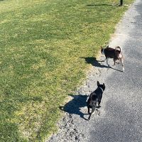 Thuisjob hondensitter Heppen: hond Pepe en Loco
