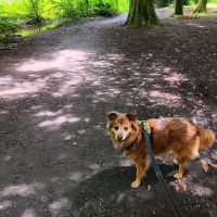 Thuisjob hondensitter Lokeren: hond Molko