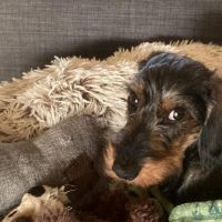 Thuisjob hondensitter Aalst: hond Hercule