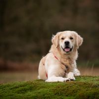 Hondenopvang Sint-Pauwels: Kaylee