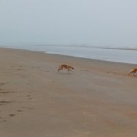 Hondensitter Koksijde: Sybille