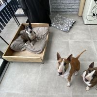 Thuisjob hondensitter Uikhoven: hond Dice, Dax, Dio & Jax