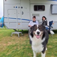 Hondenuitlaatdienst Oudenaarde: Beatrice