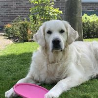 Thuisjob hondensitter Nieuwpoort-Bad: hond Lou